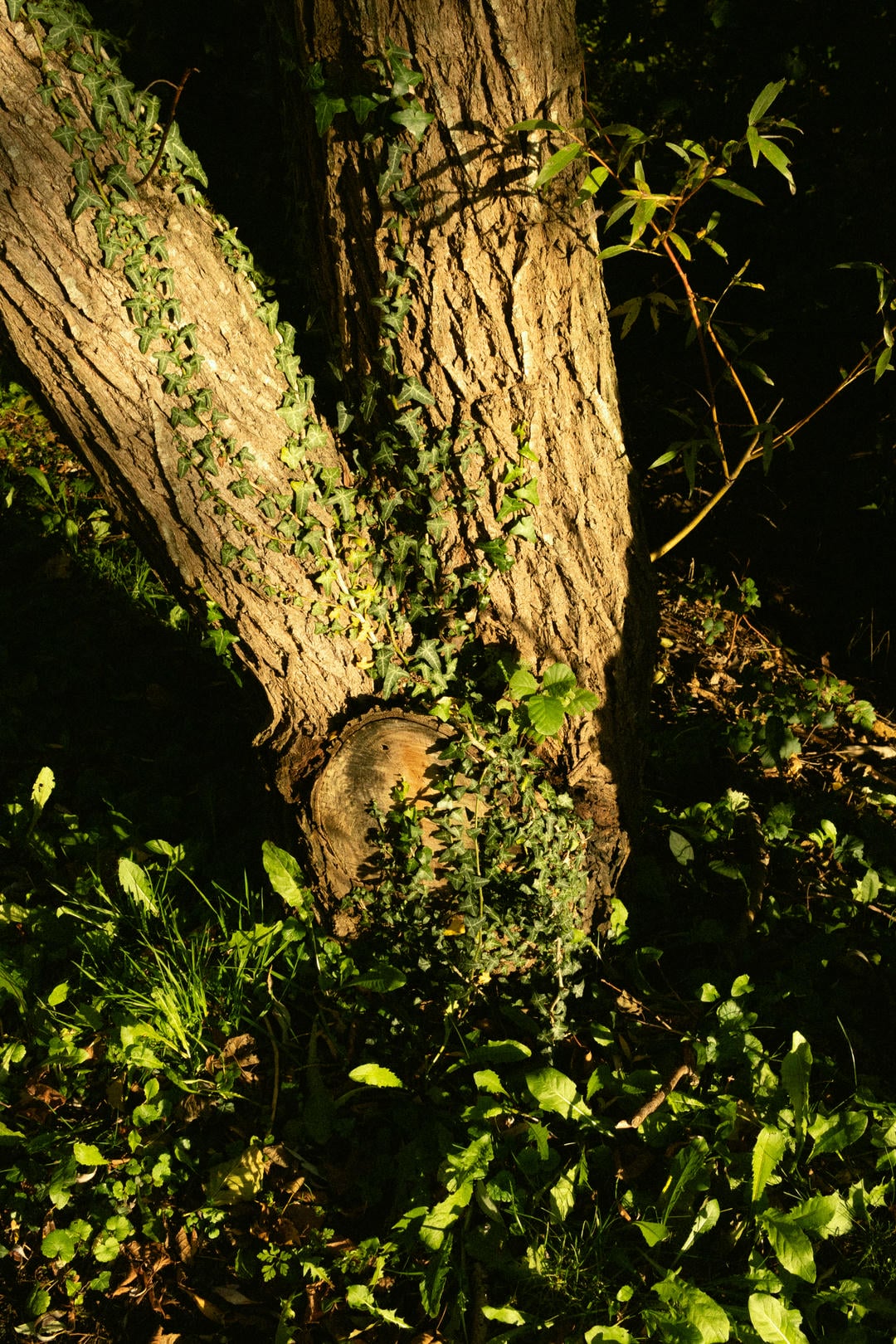 lumière dans la forêt