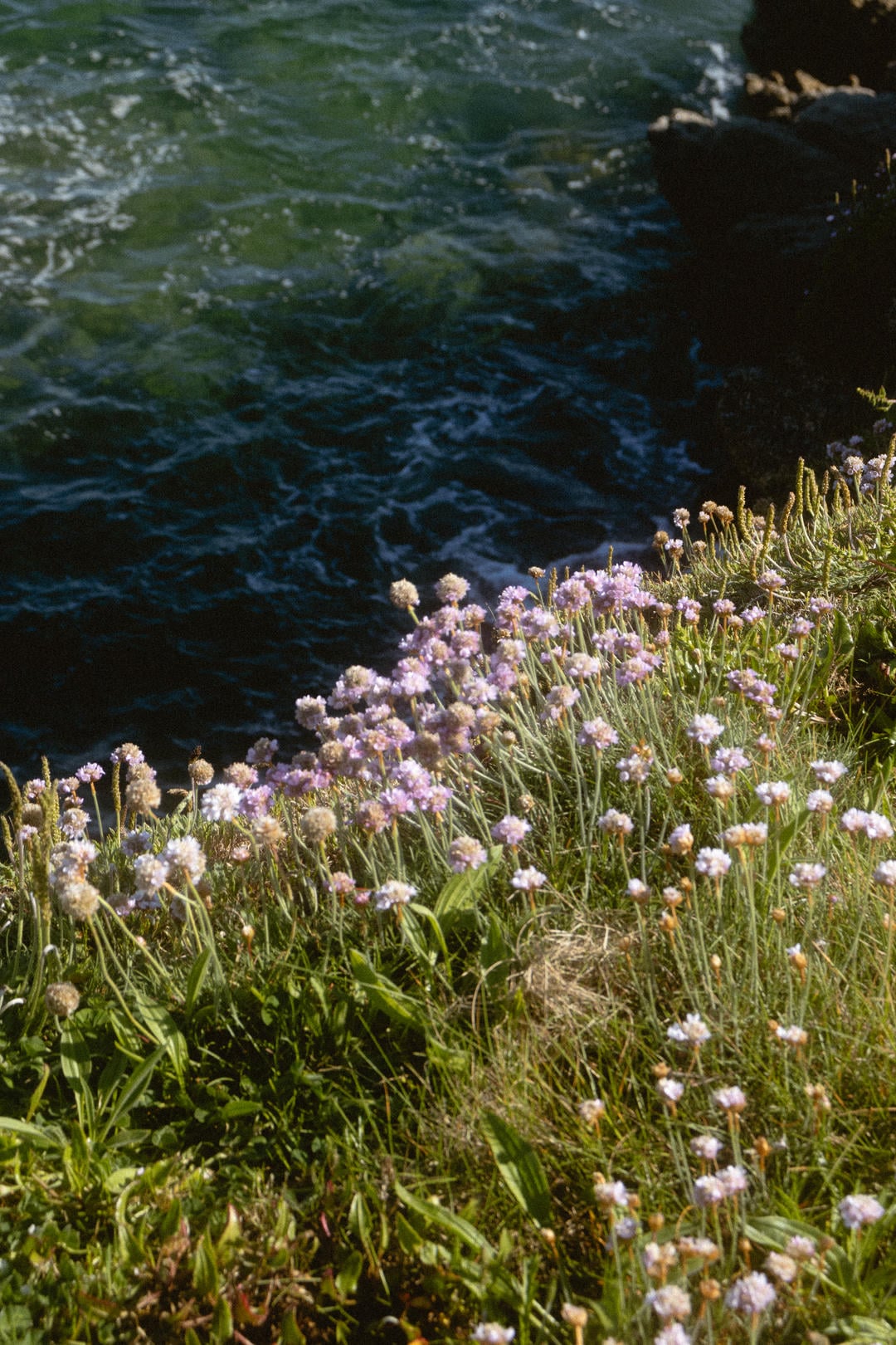 de l'eau et des fleurs