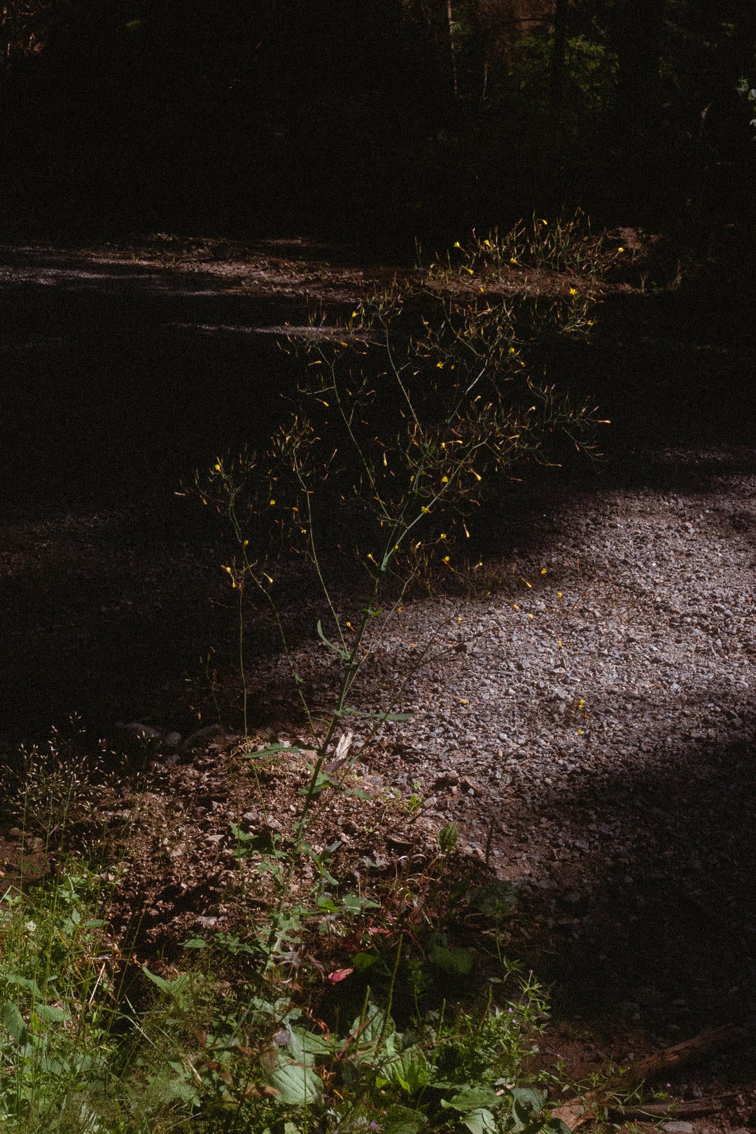 La jeunesse des forets